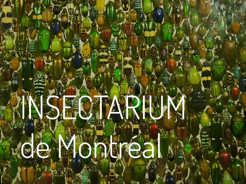 Insectarium-Montreal