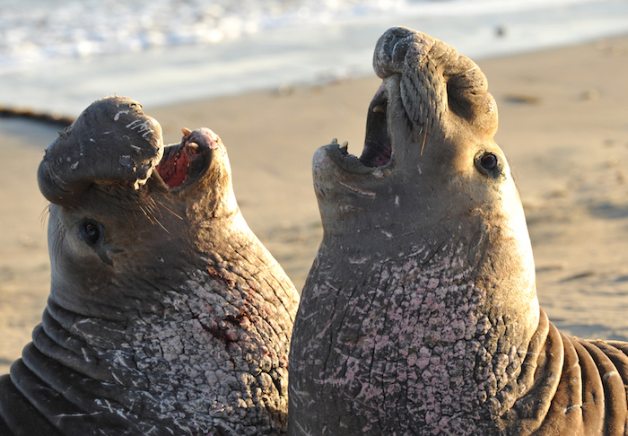 elephant-seal-california